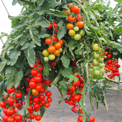 Paradajka Gallant F1 - Solanum lycopersicum - semená paradajky - 10 ks