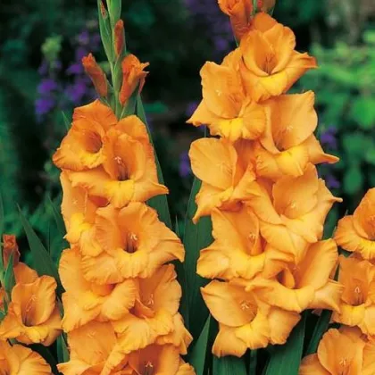 Gladiola Ovatie - Gladiolus Ovatie - gladioly - hľuzy gladioly - 3 ks