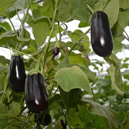 Baklažán vajcoplodý Black Beauty - Solanum melongena - semená baklažánu - 60 ks