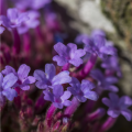 Železník lekársky - Verbena officinalis - semená železníka - 200 ks