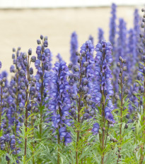 Prilbica modrá - horský šalamún - Aconitum napellus - hľuzy prilbice - 8 ks