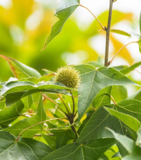 Ambrovník západný - Liquidambar formosana - semená ambrovníka - 10 ks