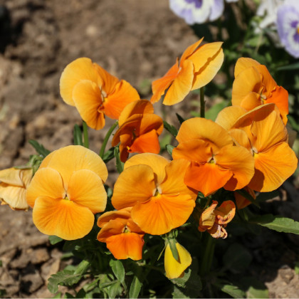 Sirôtka oranžová švajčiarska Schweiter Riesen - Viola wittrockiana - semená sirôtky - 0,3 g