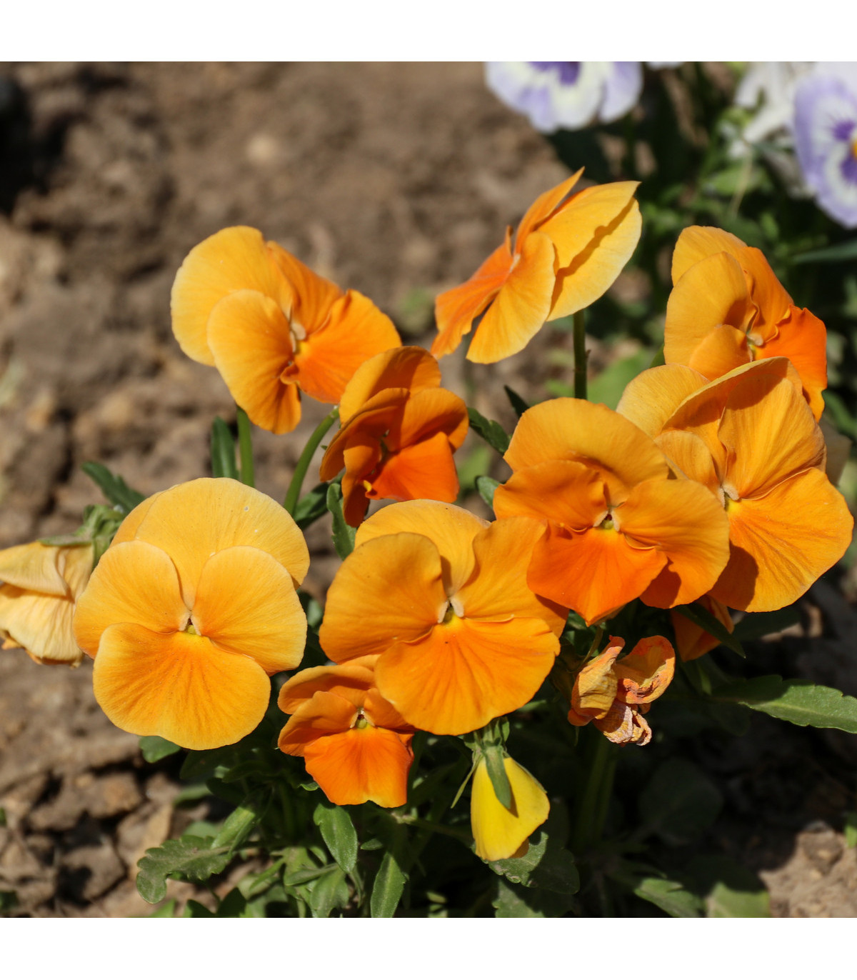 Sirôtka oranžová švajčiarska Schweiter Riesen - Viola wittrockiana - semená sirôtky - 0,3 g