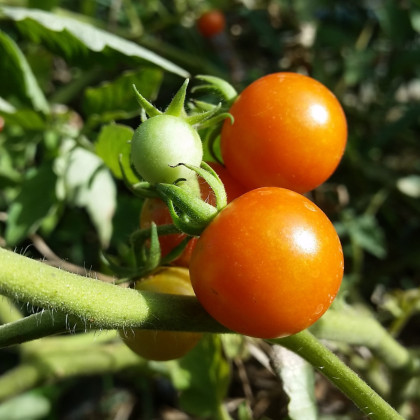 Paradajka kolíková Moneymaker - predaj semien paradajok 20 ks