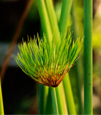 Šachor papyrusový - Cyperus papyrus - semená papyrusu - 8 ks