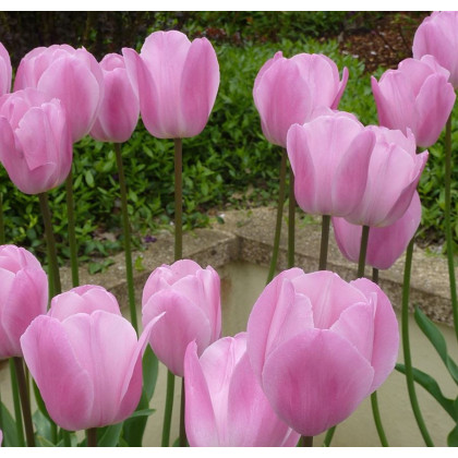 Tulipán Pink Diamond - Tulipa - cibuľoviny - 3 ks