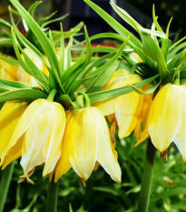 Korunkovka kráľovská Lutea - Fritillaria Imperialis Lutea Maxima - cibule korunkovky - cibuľky - 1 ks