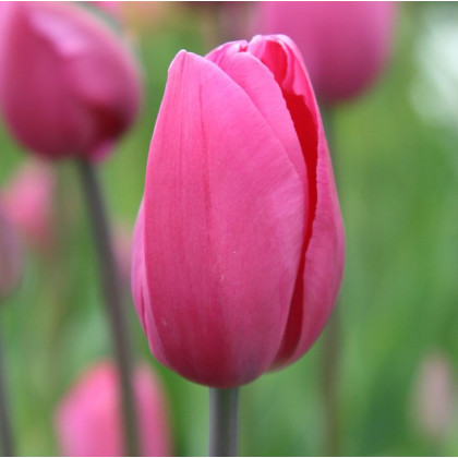 Tulipán Don Quichote - Cibule tulipánov - Jesenné cibuľoviny - 3 ks