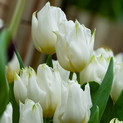 Tulipán Agrass White - Cibule tulipánov - Jesenné cibuľoviny - 3 ks