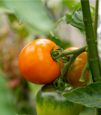 Paradajka Wellington F1 - Solanum lycopersicum - semená paradajky - 7 ks