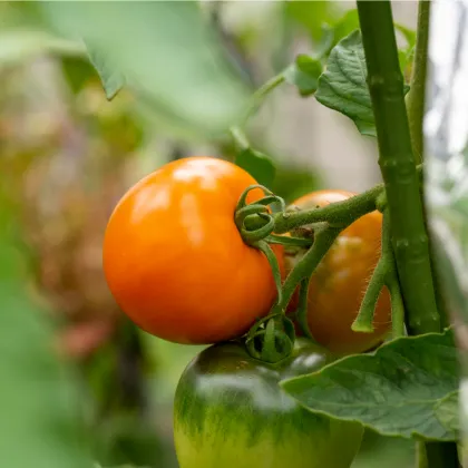 Paradajka Wellington F1 - Solanum lycopersicum - semená paradajky - 7 ks