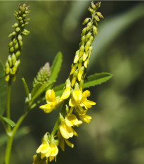 Komonica lekárska - Melilotus Officinalis - semená komonice - 30 ks