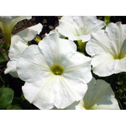 Petúnia biela nízka Snowball - Petunia nana compacta - semená - 20 ks