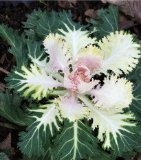 Okrasná kapusta biela Peacock F1 - Brassica oleracea - semená okrasnej kapusty - 20 ks