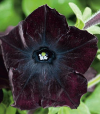 Petúnia Sophistica Blackberry  F1 - Petunia nana compacta - semená - 15 ks