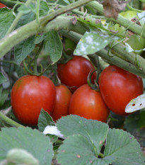 Paradajka Mini - Solanum lycoeprsicum - semená paradajky - 20ks