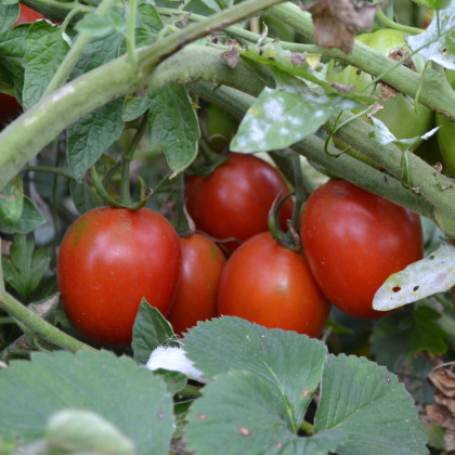 Paradajka Mini - Solanum lycoeprsicum - semená paradajky - 20ks