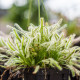 Rosička kapská nízka White flower - Drosera Capensis - semená rosičky - 15 ks