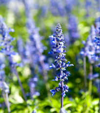 Yzop lekársky modrý - Hyssopus officinalis - semená yzopa - 200 ks