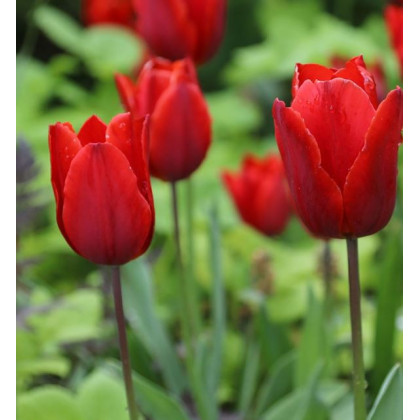 Tulipán Red Triumph - Tulipa - cibuľoviny - 3 ks