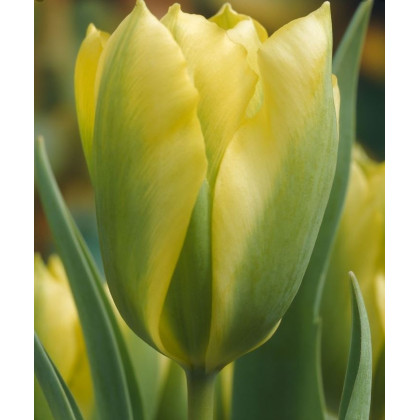 Tulipán Formosa - Tulipa - cibuľoviny - 3 ks