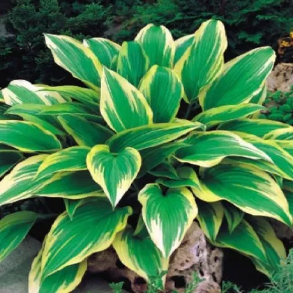 Funkia - Hosta Aureomarginata - hľuzy funkie - 1 ks