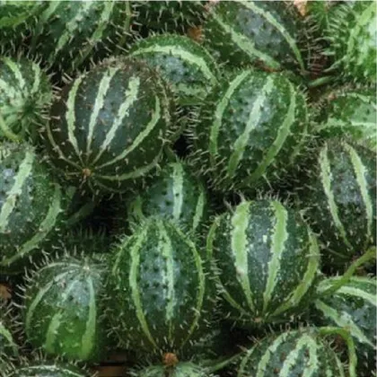 Uhorka egrešová - Cucumis myriocarpus - semená uhorky - 6 ks