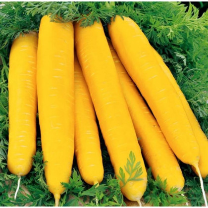Mrkva Jaune du doubs  - Daucus carota - semená - 1 g
