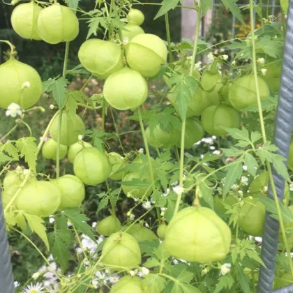 Balónovec nafúknutý Ballonwein - Cardiospermum halicacabum - semená - 15 ks