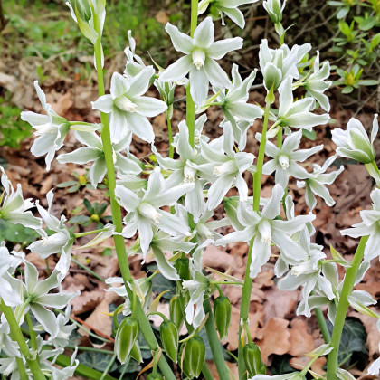 Bledavka ovisnutá - Ornithogalum nutans - cibuľoviny - 3 ks