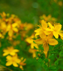 Ľubovník bodkovaný - Hypericum perforatum - semená ľubovníka - 300 ks