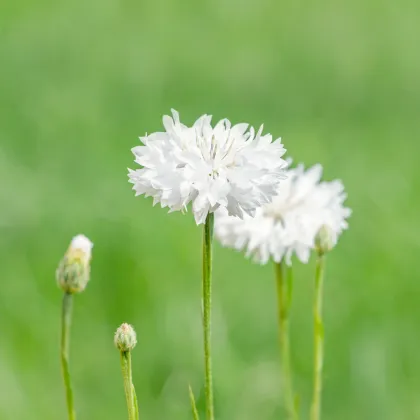 Nevädza lúčna biela - Centaurea cyanus - semená - 45 ks