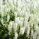 Šalvia Victoria White - Salvia farinacea - semená - 12 ks