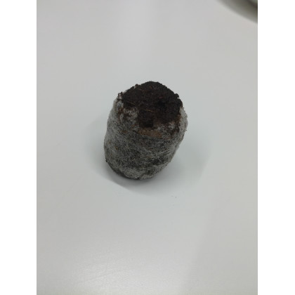 Malé rašelinové zakoreňovače - veľ. 24 mm - Jiffy - 1 ks