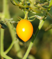 Paradajka Lemon Plum - Solanum lycopersicum - semená paradajky - 6 ks