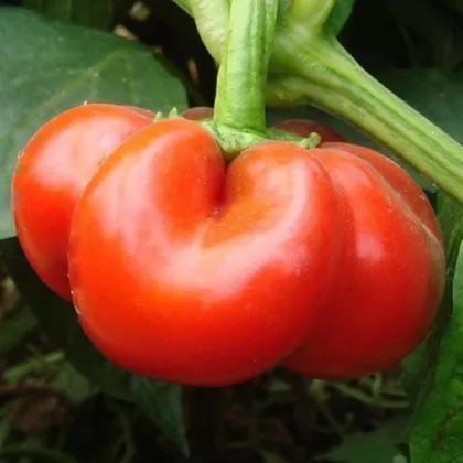 Paprika rajčatová Szuszanna - Capsicum annuum - semená papriky - 7 ks