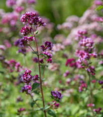 BIO pamajorán obyčajný - Origanum vulgare - bio semená pamajoránu - 700 ks