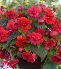 Begónia Red Glory - Begonia odorata - hľuzy begónie - 2 ks