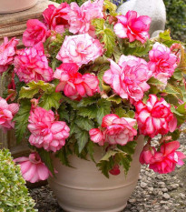 Begónia Pink Balcony - Begonia tuberhybrida - hľuzy begónie - 2 ks