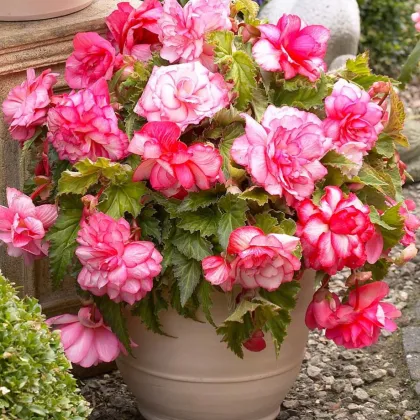 Begónia Pink Balcony - Begonia tuberhybrida - hľuzy begónie - 2 ks