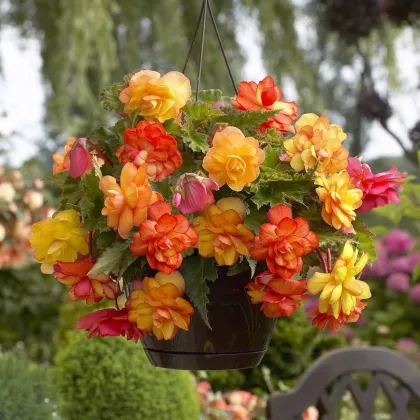 Begónia Golden Balcony - Begonia tuberhybrida - hľuzy begónie - 2 ks