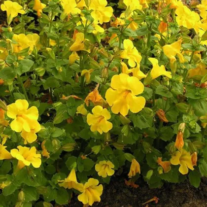 Čarodejka žltá - Mimulus luteus - semená čarodejky - 200 ks