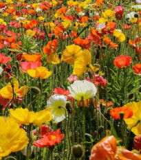 Mak islandský - zmes - Papaver nudicaule - semená maku - 50 ks