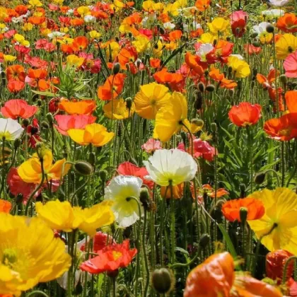 Mak islandský - zmes - Papaver nudicaule - semená maku - 50 ks