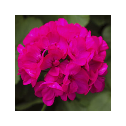 Muškát pásikavý vzpriamený Nekita F1 Deep Rose - Pelargonium zonale - semená - 4 ks