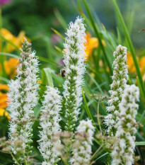 Fakľovka biela Alba - liatra klasnatá - Liatris spicata - hľuzy liatry - 5 ks