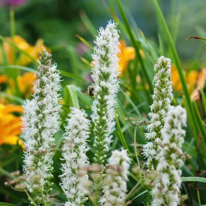 Fakľovka biela Alba - liatra klasnatá - Liatris spicata - hľuzy liatry - 5 ks