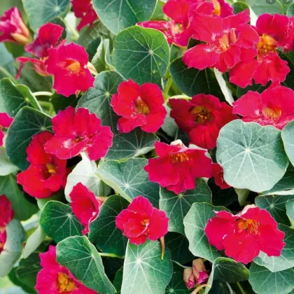 Kapucínka ružová Baby Deep Rose - Tropaeolum minus- semiačká Kapucínky- 1 g