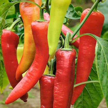 BIO paprika Sweet Dreams - Capsicum annuum - bio semená papriky - 10 ks